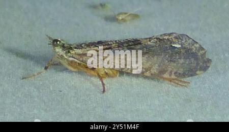 Giant Casemaker Caddisflies (Phryganeidae) Insecta Stock Photo - Alamy