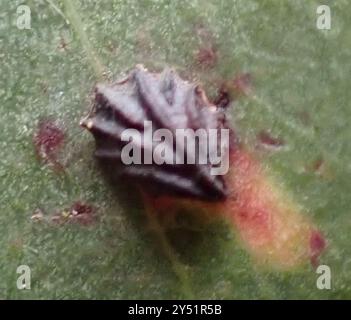 Shell Lerps Shell Lerp Psyllids (Spondyliaspis) Insecta Stock Photo - Alamy