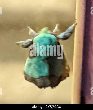 Stinging Rose Caterpillar Moth (Parasa indetermina Stock Photo - Alamy