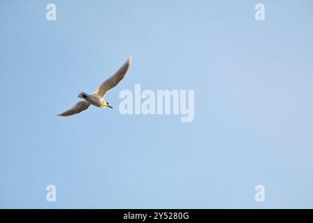 Seagull flying in clear blue sky on sunny day Stock Photo