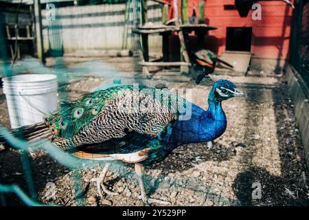A vibrant peacock with its feathers displayed in a farm enclosure Stock Photo