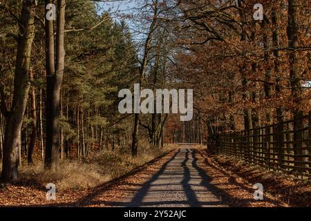 Empty road leading through forest in autumn Stock Photo