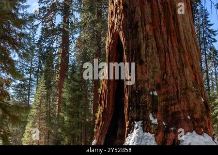 Giant sequoia tree in a snowy forest  on a winter day Stock Photo