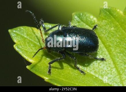 Masschaeffer Insect (Cryptocephalus schaefferi) Insecta Stock Photo - Alamy