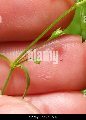 Bog Stitchwort (Stellaria alsine) Plantae Stock Photo