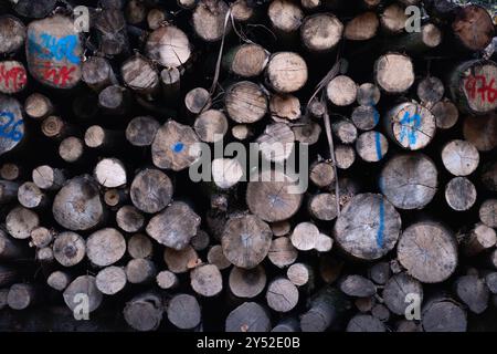 Chopped logs piled up in a forest in Berlin, Germany Stock Photo