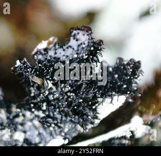 Smoky Crottle (Parmelia omphalodes) Fungi Stock Photo