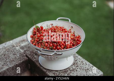 Freshly picked red currants in a metal sieve outdoors Stock Photo