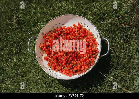 Freshly picked red currants in a metal sieve in the sun on gras Stock Photo