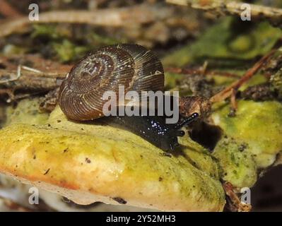 (Discus ruderatus) Mollusca Stock Photo - Alamy