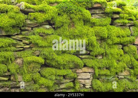 Close up of old weathered dry stone wall with moss and lichen growing on it. Stock Photo