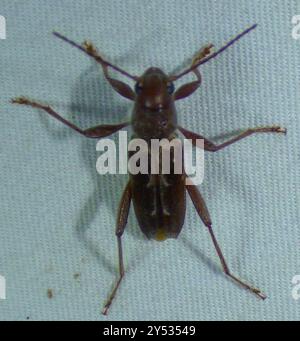 Arrowhead Borer (Xylotrechus sagittatus) Insecta Stock Photo - Alamy