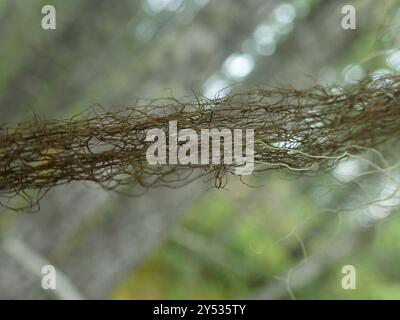 Horsehair Lichens (Bryoria) Fungi Stock Photo