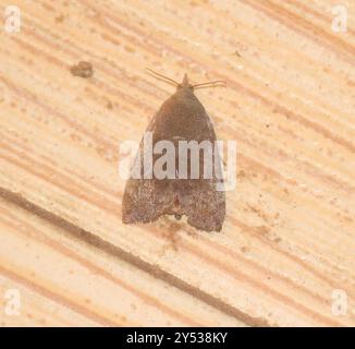 Teak Defoliator (Hyblaea puera), Insecta, WF7F+583, Suncity, BSM ...