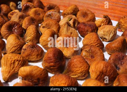 Close-up of the fruit of an African Milkweed bush -Gomphocarpus fruticosus. European habitat of the Monarch Butterfly - Danaus plexippus. Stock Photo