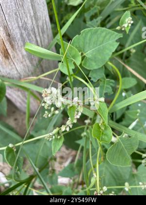 Black-bindweed (Fallopia convolvulus) Plantae Stock Photo - Alamy