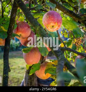 A close-up shot of a red apple tree laden with ripe, juicy apples. The sunlight filters through the leaves, casting warm shadows on the fruit. Stock Photo