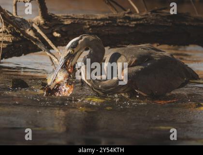 blue heron catching fish in water Stock Photo