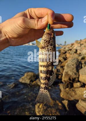 Spotted Sand Bass (Paralabrax maculatofasciatus) Actinopterygii Stock Photo