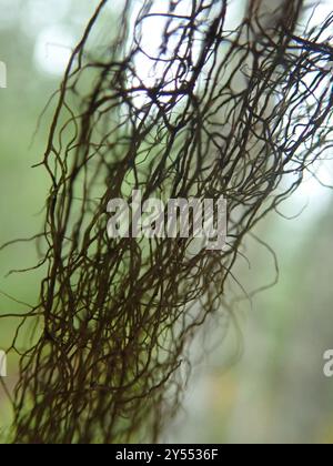 Horsehair Lichens (Bryoria) Fungi Stock Photo