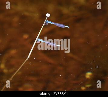 Azure Bluet (Enallagma aspersum), Insecta, Killarney, ON, CA, Part of ...