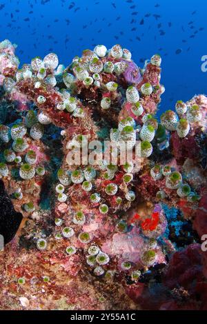 Sea squirts, tunicates, or ascidians on bright orange sponge Stock ...