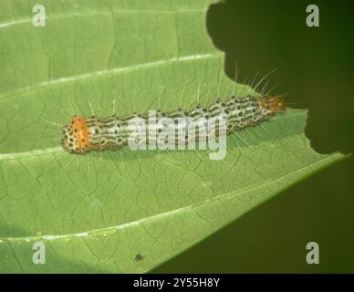 Blue-spotted Forester Moth (Episteme adulatrix) Insecta Stock Photo