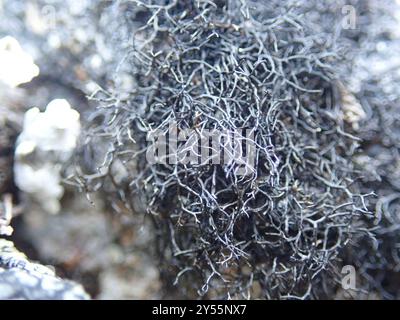 Horsehair Lichens (Bryoria) Fungi Stock Photo