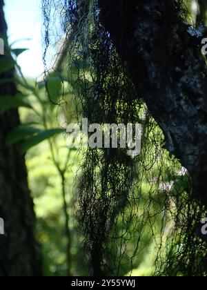 Horsehair Lichens (Bryoria) Fungi Stock Photo