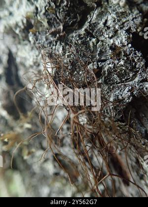 Horsehair Lichens (Bryoria) Fungi Stock Photo