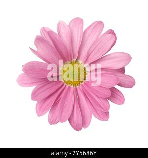 close-up of pink gerbera daisy isolated white background, single vibrant bloom taken straight from above Stock Photo
