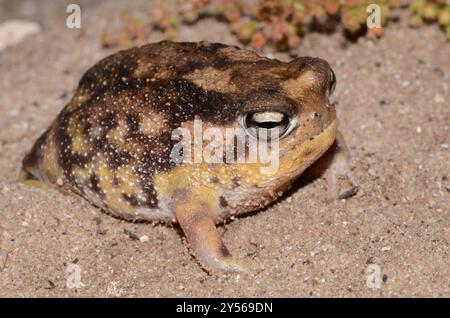 Namaqua Rain Frog (Breviceps namaquensis) Amphibia Stock Photo