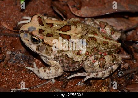 Garman's Toad (Sclerophrys garmani) Amphibia Stock Photo