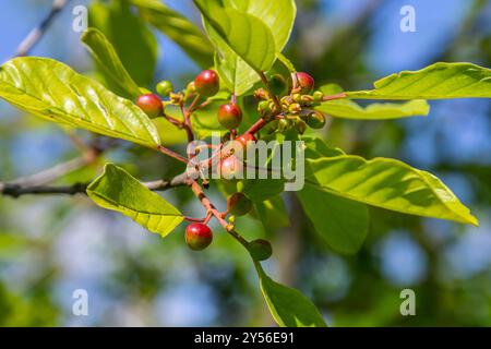 Prunus padus bird cherry hackberry hagberry, Mayday tree branches with black berries and yellow leaves on blurry background. Stock Photo