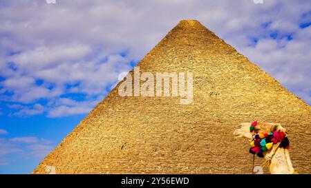 A Camel's face in close up in the background of the soaring face of the Great Pyramid of Khufu at Giza against blue skies on the Giza plateau Stock Photo