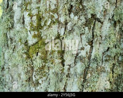 The branches are densely covered with branch lichens, showcasing diverse lichen species and offering intriguing natural structures. Stock Photo