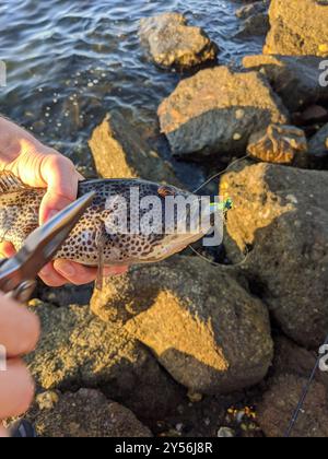 Spotted Sand Bass (Paralabrax maculatofasciatus) Actinopterygii Stock Photo