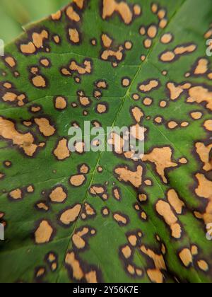 Ash Leaf Spot (Mycosphaerella fraxinicola) Fungi Stock Photo