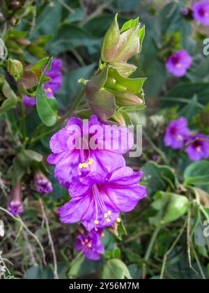 Beautiful magenta wildflowers known as a desert four-o’clock (Mirabilis multiflora) growing wild within Zion National Park in Utah. Stock Photo