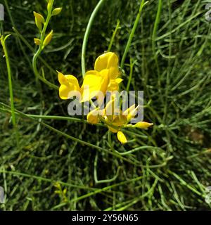 Spanish Broom (Spartium junceum) Plantae Stock Photo