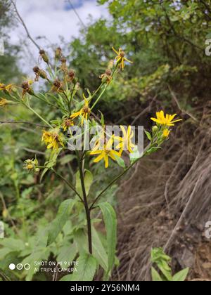 Alpine Ragwort (Senecio nemorensis), Plantae, 77728 Oppenau ...
