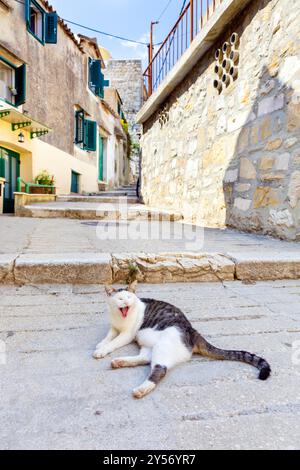 Cat lying down in narrow alley with steps in the Varos District of Split, Croatia Stock Photo