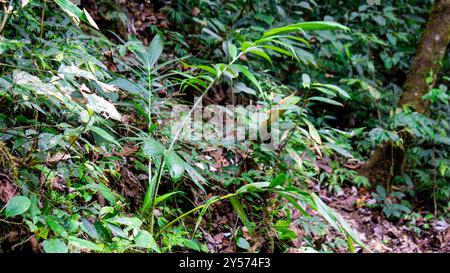 Rattan tree in the jungle. Rattan were also historically known as ...
