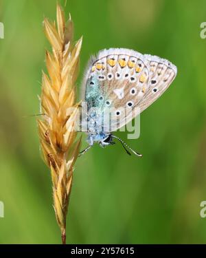 A female Common Blue Butterfly (Polyommatus icarus) in the Cotswold Hills Gloucestershire UK Stock Photo