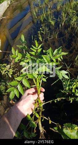 fool's watercress (Apium nodiflorum) Plantae Stock Photo