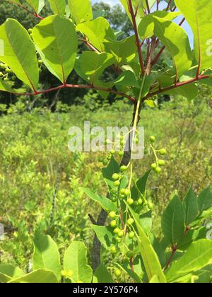 poison sumac (Toxicodendron vernix) Plantae Stock Photo