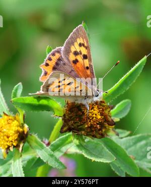 A Small Copper Butterfly (Lycaena phlaeas) in the Cotswold Hills Gloucestershire UK Stock Photo