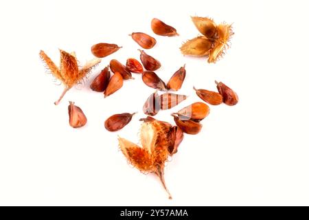Close-up of a group of three edged beechnuts with their fruit shells lying on a white table, isolated on a white background. Stock Photo