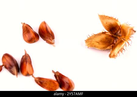 Close-up of a group of three edged beechnuts with their fruit shells lying on a white table, isolated on a white background. Stock Photo