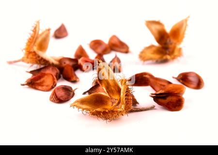 Close-up of a group of three edged beechnuts with their fruit shells lying on a white table, isolated on a white background. Stock Photo